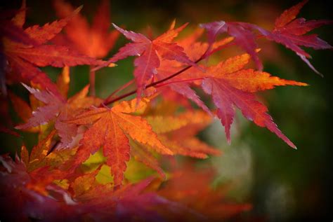 Autumn Foliage Japanese Maple Photograph By Nathan Abbott Pixels