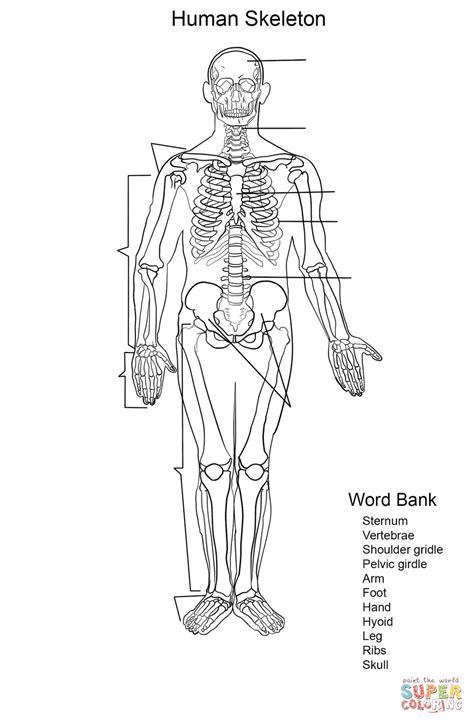 Print this worksheet (pictured to the left, in.pdf form) to help children learn the major bones in the skeletal system. Human Skeleton Worksheet coloring page | Free Printable ...