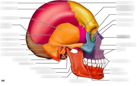 Cranial Facial Bones Sutures Diagram Quizlet