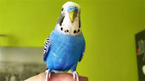 Singing Budgie Happy Song Most Beautiful Budgie Songs Ever Parakeets Chirping Sounds HDR