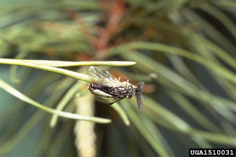 Virginia Pine Sawfly Neodiprion Pratti Pratti