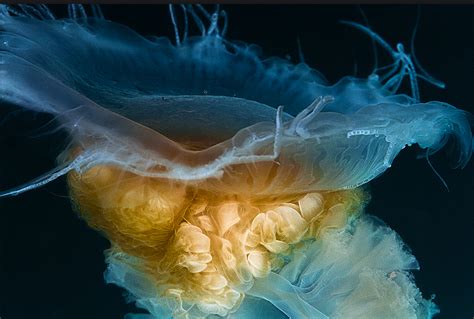 Tuberculata are the most common jellyfish of their entire order in the mediterranean sea. Fried Egg Jelly redux 1120 | Jellyfish, Underwater life ...