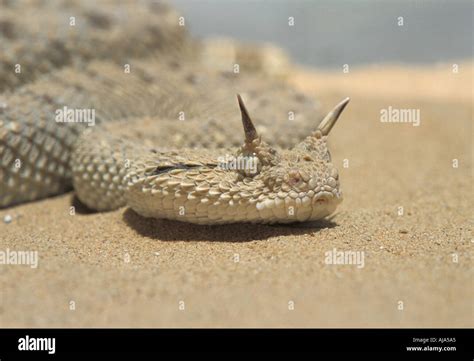 Horned Sand Viper Saudi Arabia Stock Photo Alamy