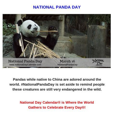 National Panda Day March 16 Panda Day Panda Bear Habitat