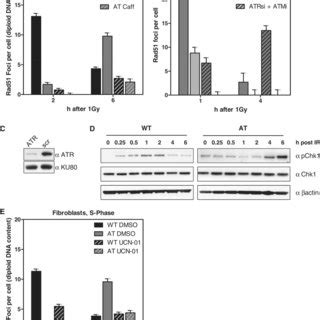 Rad Focus Formation In At Cells Depends On Functional Atr A Wt And