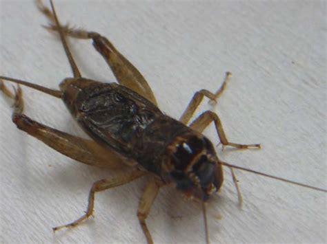 If you've been wandering around your island in animal crossing: Cricket - Animal Crossing Wiki