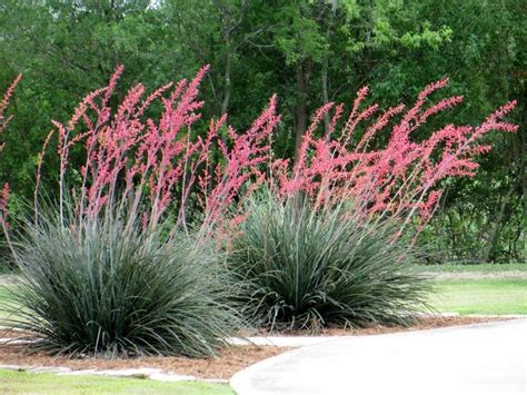 Maybe you would like to learn more about one of these? Grasses | Xeriscape plants, Xeriscape landscaping, Desert ...
