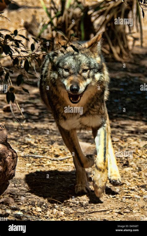 Mexican Wolf Canis Lupus Baileyi Wolf Animal Usa United States