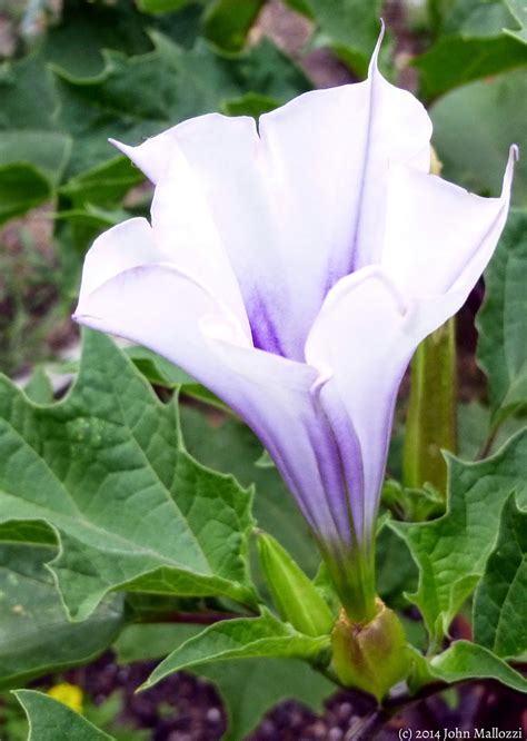 What not to feed turkeys. REFLECTIONS: Datura (Thorn Apple) Planted Itself