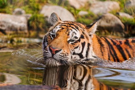 Swimming Tiger Again A Tiger In The Water I Like How Cal Flickr