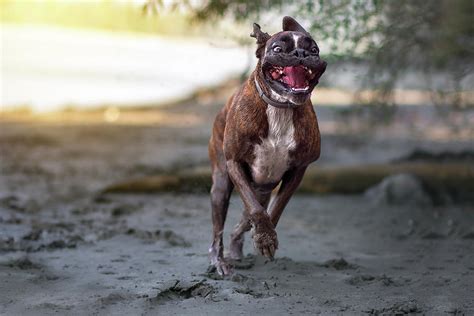 Boxer Dog Running In The Mud With A Happy Face Photograph By Tamas