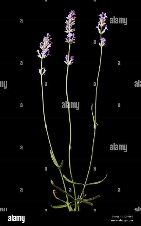 English Lavender Lavandula Angustifolia Habit Stock Photo Alamy