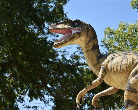 Tarbosaurus Vs Velociraptor Theropod Hunters Dino Digest