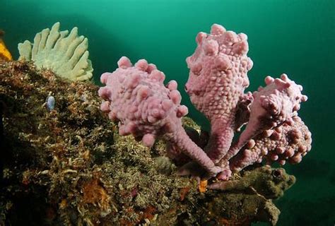 Giant Sea Tulip Pyura Spinifera Ocean Plants Science And Nature