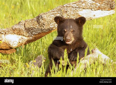 Baby Black Bear High Resolution Stock Photography And Images Alamy