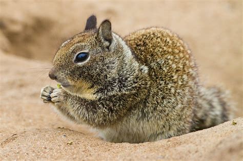 California Ground Squirrel Reptiles Amphibians And Mammals Of Foothill College Los Altos