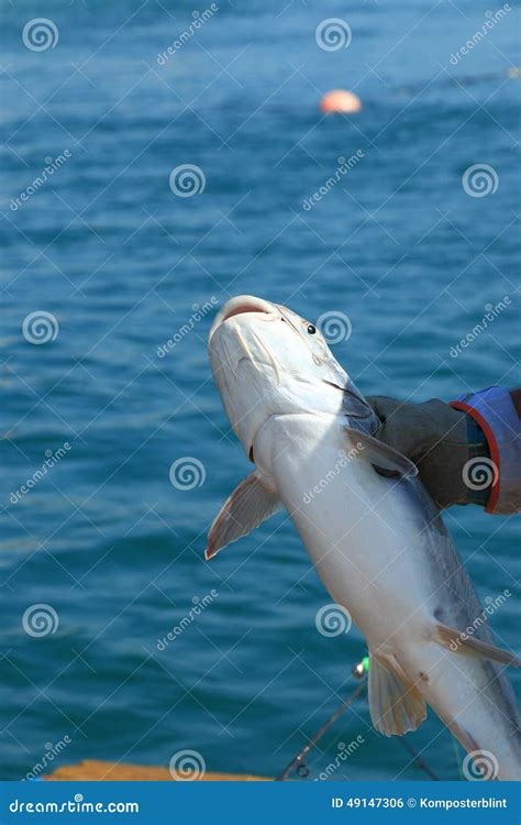 Catfish Stock Photo Image Of Arab Gulf Fish Catching 49147306