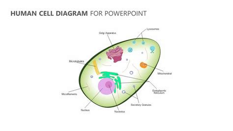 Human Cell Diagram For Powerpoint Human Cell Diagram Cell Diagram