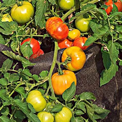 How Many Early Girl Tomatoes Per Plant Discover The Optimal Yield