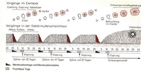 Nach erhalt der kündigung haben sie zwei wochen zeit, um ihren arbeitgeber darüber zu informieren. Befruchtung, Schwangerschaft, Geburt