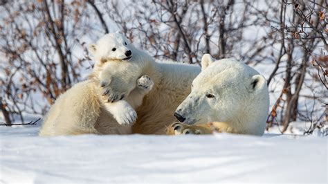 Polar Bear With Baby Bear On Snow During Winter 4k Hd Animals Wallpapers Hd Wallpapers Id 50524