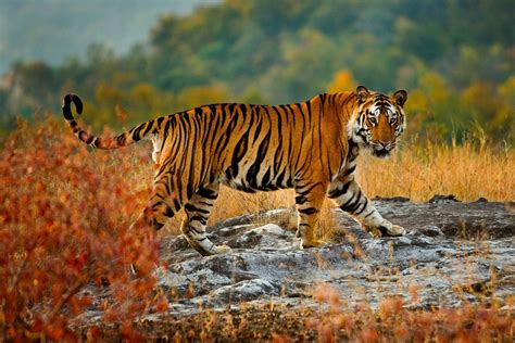 Tiger On The Prowl World Tiger Day Bing Wallpaper And
