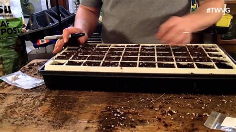 Starting Beets From Seed Garden Tip Youtube