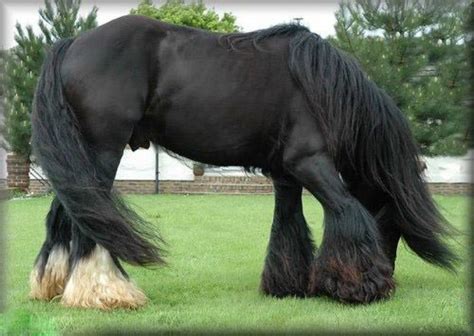 Pinned From Pinto For Ipad Rare Horses Big Horses Black Horses