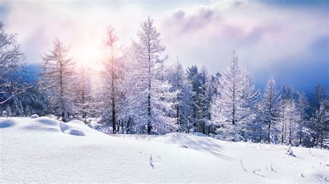 Wallpaper Forest Snow Winter Clouds 8k Nature 17356