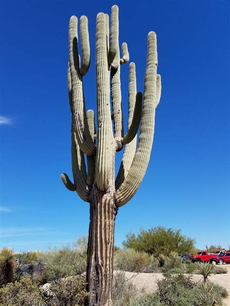 Cactus Arizona Idee