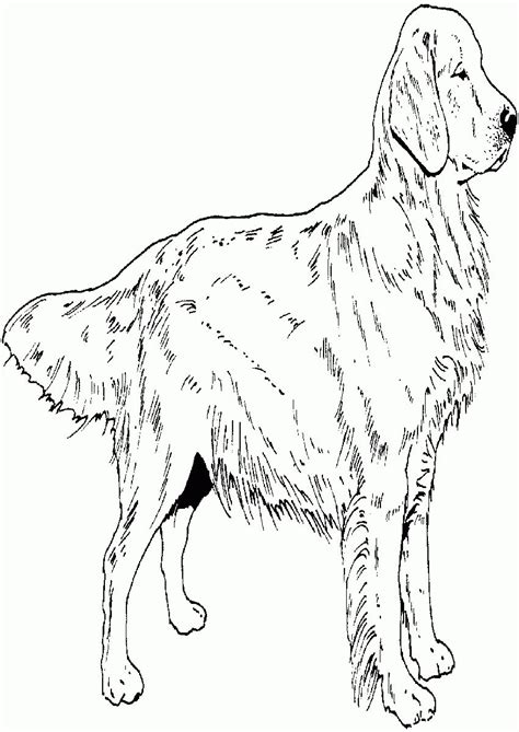 Golden Retriever Coloring Page Golden Retriever Puppy Coloring Pages