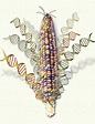 Corn Genome Revealed in Exquisite Detail