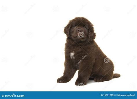 Cute Sitting Brown Newfoundland Dog Puppy Isolated On A White