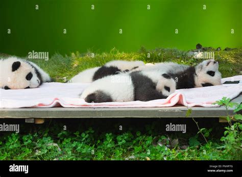 Baby Pandas Ailuropoda Melanoleuca In The Chengdu Giant Panda