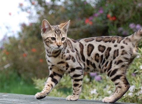 Despite their exotic appearance, bengal cats are lovable, friendly, playful and obedient. Here is where to get bengal cats for sale, male bengal ...