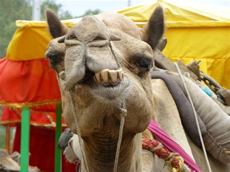 Camels Really Are Such Beautiful Creatures Rpics