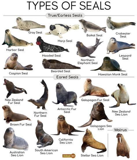 Types Of Seals And Marine Animals