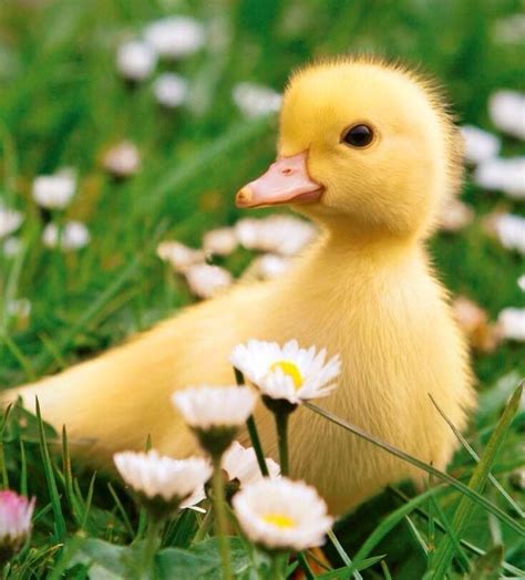 Duck In A Field Of Flowers Cute Ducklings Cute Baby Animals Baby