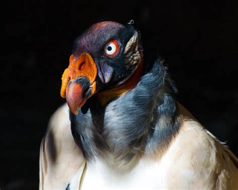 King Vulture Facts Diet Habitat And Pictures On Animaliabio
