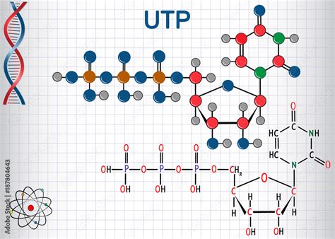Uridine Triphosphate Utp Nucleotide Molecule Is Used For The