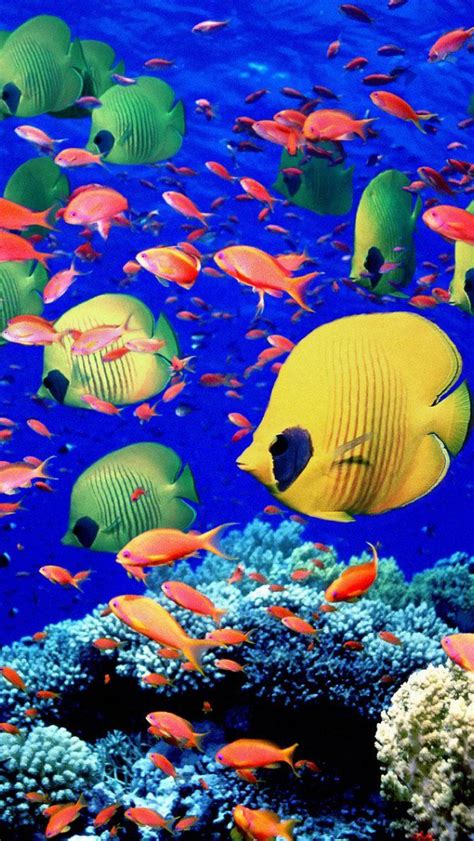 Free Download Hd Wallpaper 3d Under The Sea Wallpapers Hd Gallery