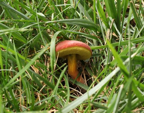 Id Request Northern Virginia Mushroom Hunting And Identification
