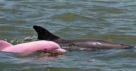 Amazing Pink Dolphin Spotted In Louisiana