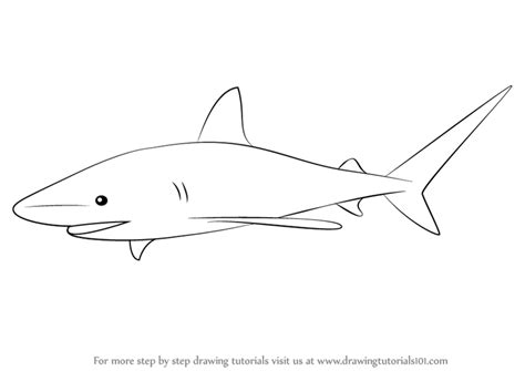 How To Draw Sharks Easy
