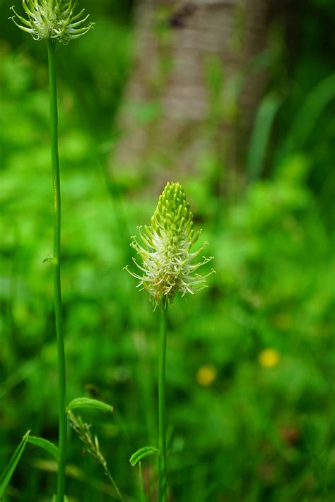 Maybe you would like to learn more about one of these? Gambar Rumput Setan - Gambar Viral HD