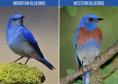 Types Of Blue Birds In Nc Bluebirds Indigo Buntings And Jays Owlcation