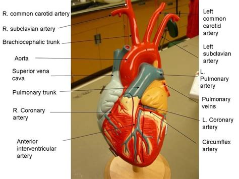Image Result For Heart Model Anatomy And Physiology Anatomy Models