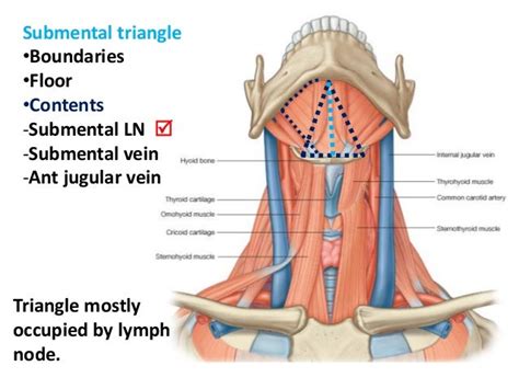 Anterior Neck Anatomy Diagram Posterior Triangle Of Neck Anatomy