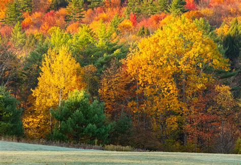 Colorful New England Autumn Foliage In The Green Mountain National