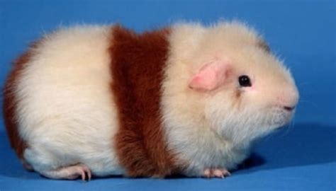 Guinea Pig Breeds Everything You Need To Know Mammals Care